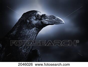Stock Photo - close up of a 
black crow. fotosearch 
- search stock 
photos, pictures, 
images, and photo 
clipart