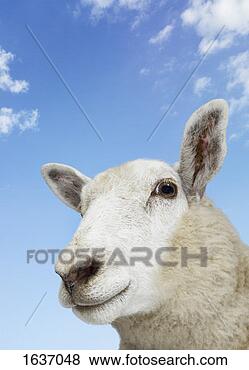 Stock Photo - close up of a 
sheep against 
blue sky. fotosearch 
- search stock 
photos, pictures, 
images, and photo 
clipart