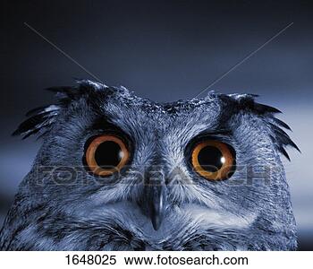 Stock Image - close-up of a 
staring eagle 
owl. fotosearch 
- search stock 
photos, pictures, 
images, and photo 
clipart