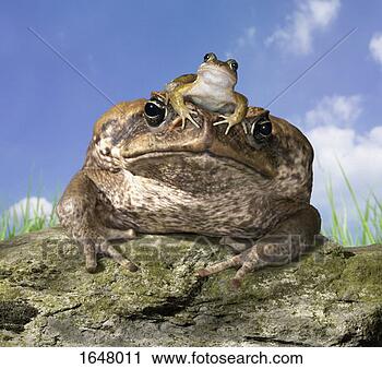 Stock Photography - common frog sitting 
on cane toad's 
head. fotosearch 
- search stock 
photos, pictures, 
images, and photo 
clipart
