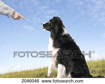 Stock Photo - dog sits and looks 
at a finger pointing 
at him. fotosearch 
- search stock 
photos, pictures, 
images, and photo 
clipart