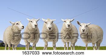Stock Photo - five sheep standing 
side by side in 
a field. fotosearch 
- search stock 
photos, pictures, 
images, and photo 
clipart