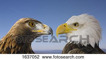 Stock Photo - a golden eagle 
face to face with 
a bald eagle against 
a blue. fotosearch 
- search stock 
photos, pictures, 
images, and photo 
clipart