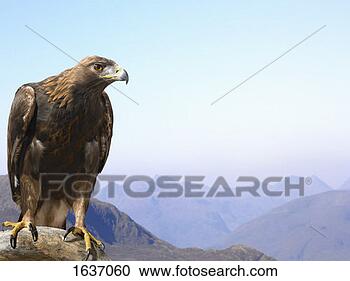 Stock Photography - golden eagle perched 
on a rock, against 
a mountain range. 
fotosearch - search 
stock photos, 
pictures, images, 
and photo clipart