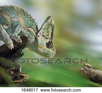 Picture - johnstons chameleon 
face-to-face with 
a locust on a 
branch. fotosearch 
- search stock 
photos, pictures, 
images, and photo 
clipart