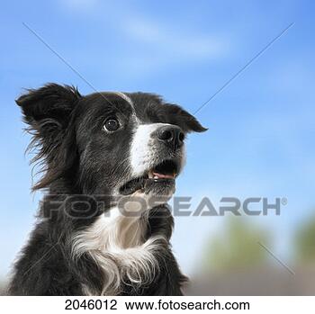 Stock Photo - sheepdog. fotosearch 
- search stock 
photos, pictures, 
images, and photo 
clipart