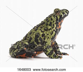 Stock Photo - side view of an 
oriental fire 
bellied toad. 
fotosearch - search 
stock photos, 
pictures, images, 
and photo clipart