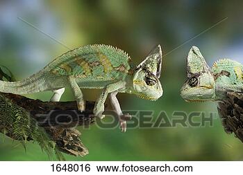 Stock Photo - two chameleons 
facing each other. 
fotosearch - search 
stock photos, 
pictures, images, 
and photo clipart