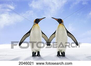 Stock Photography - two king penguins 
stand side by 
side with their 
wings touching. 
fotosearch - search 
stock photos, 
pictures, images, 
and photo clipart