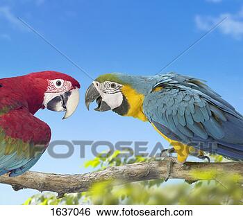 Stock Photo - two macaws perched 
face to face on 
a branch, against 
a blue sky. fotosearch 
- search stock 
photos, pictures, 
images, and photo 
clipart