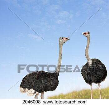 Stock Photo - two ostriches 
looking face to 
face. fotosearch 
- search stock 
photos, pictures, 
images, and photo 
clipart