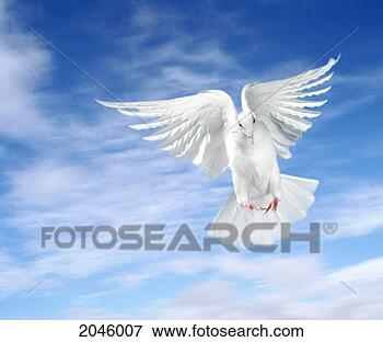 Picture - white pigeon. 
fotosearch - search 
stock photos, 
pictures, images, 
and photo clipart