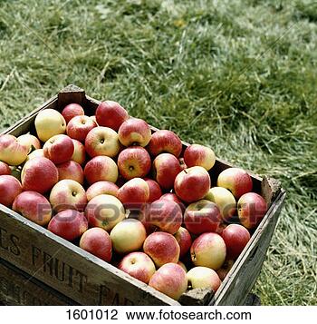 Stock Photo - crate of apples. 
fotosearch - search 
stock photos, 
pictures, images, 
and photo clipart