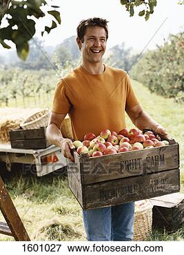 Picture - man carrying a 
crate of apples 
in an orchard. 
fotosearch - search 
stock photos, 
pictures, images, 
and photo clipart