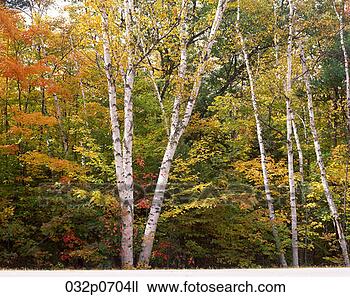 types of birch trees