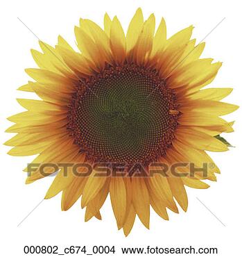 girasol
