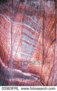 Stock Photo - texture, petrified 
wood. fotosearch 
- search stock 
photos, pictures, 
images, and photo 
clipart