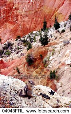 Stock Photo - chipmunk in cedar 
breaks national 
monument. fotosearch 
- search stock 
photos, pictures, 
images, and photo 
clipart