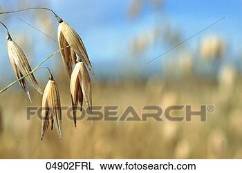 Stock Photo - close-up of oats. 
fotosearch - search 
stock photos, 
pictures, images, 
and photo clipart