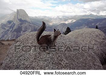 Stock Photo - speckled squirrel 
perched on boulder. 
fotosearch - search 
stock photos, 
pictures, images, 
and photo clipart
