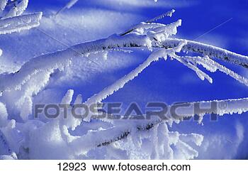 Stock Photo - small branches 
covered with snow 
and frost. fotosearch 
- search stock 
photos, pictures, 
images, and photo 
clipart