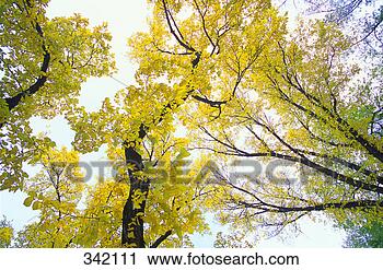 Stock Photography - yellow autumn 
leaves on trees. 
fotosearch - search 
stock photos, 
pictures, images, 
and photo clipart