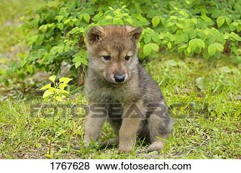 A baby wolf View Large Photo Image Stock Photo - a baby wolf. fotosearch - search stock photos, pictures, images, and photo clipart