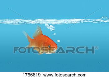 Stock Photograph - a goldfish. fotosearch 
- search stock 
photos, pictures, 
images, and photo 
clipart