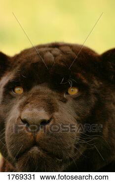 Stock Photography of A wild cat 1769331 - Search Stock Photos...