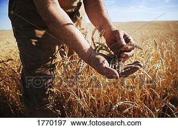 Picture - farmer showing 
crop. fotosearch 
- search stock 
photos, pictures, 
images, and photo 
clipart