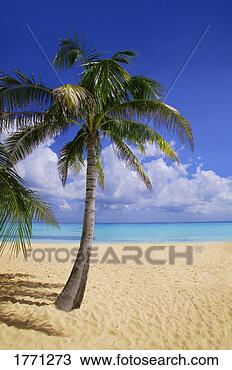 Stock Photo - palm tree on tropical 
beach. fotosearch 
- search stock 
photos, pictures, 
images, and photo 
clipart