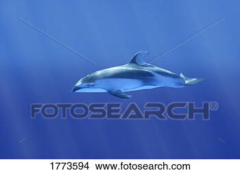 Stock Photo - dolphin. fotosearch 
- search stock 
photos, pictures, 
images, and photo 
clipart