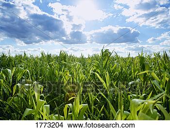 Stock Photo - field of growing 
corn. fotosearch 
- search stock 
photos, pictures, 
images, and photo 
clipart