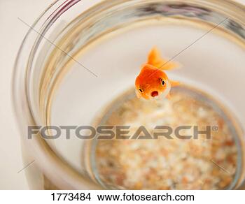 Stock Photo - goldfish. fotosearch 
- search stock 
photos, pictures, 
images, and photo 
clipart