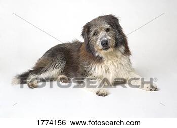 Stock Photo - long haired dog. 
fotosearch - search 
stock photos, 
pictures, images, 
and photo clipart