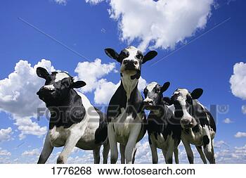 Stock Photo - a bug's eye view 
of four young 
calves. fotosearch 
- search stock 
photos, pictures, 
images, and photo 
clipart