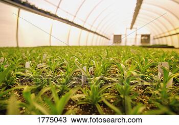 Stock Photo - commercially grown 
plants in a greenhouse. 
fotosearch - search 
stock photos, 
pictures, images, 
and photo clipart