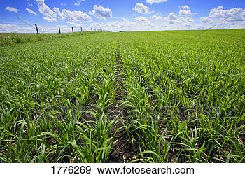 Stock Photograph - large fields of 
green crop. fotosearch 
- search stock 
photos, pictures, 
images, and photo 
clipart