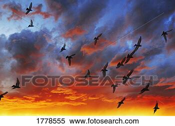 Stock Image - a flock of birds 
in the sunset. 
fotosearch - search 
stock photos, 
pictures, images, 
and photo clipart