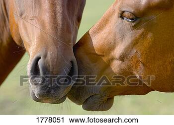 Stock Photography - two horses with 
heads touching. 
fotosearch - search 
stock photos, 
pictures, images, 
and photo clipart