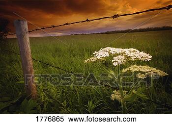 Stock Image - wild flower growing 
by a barbed wire 
fence. fotosearch 
- search stock 
photos, pictures, 
images, and photo 
clipart