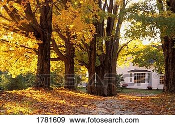 Stock Photograph - a beautiful home 
in autumn. fotosearch 
- search stock 
photos, pictures, 
images, and photo 
clipart
