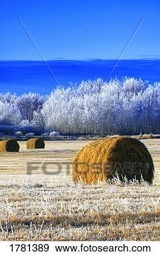 Stock Photograph - frosty hay bales. 
fotosearch - search 
stock photos, 
pictures, images, 
and photo clipart