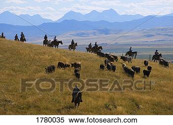 Stock Image - herding the cattle. 
fotosearch - search 
stock photos, 
pictures, images, 
and photo clipart