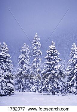 Picture - snow covered douglas 
fir trees. fotosearch 
- search stock 
photos, pictures, 
images, and photo 
clipart