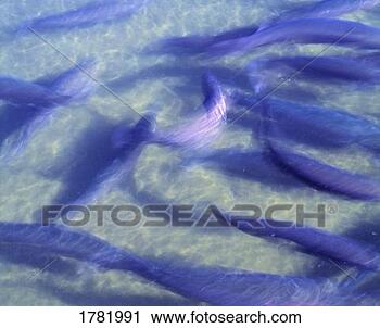 Stock Photography - young trout in 
a hatchery pool. 
fotosearch - search 
stock photos, 
pictures, images, 
and photo clipart