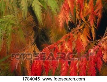 Stock Image - close-up of sumac 
leaves in autumn. 
fotosearch - search 
stock photos, 
pictures, images, 
and photo clipart