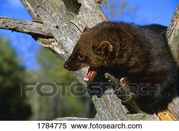 Stock Image - a fisher, a weasel-type 
animal, in tree, 
mouth open. fotosearch 
- search stock 
photos, pictures, 
images, and photo 
clipart