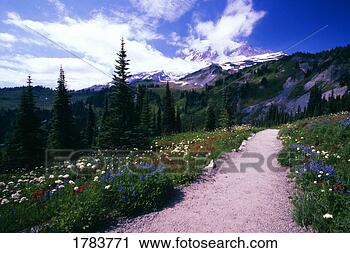 Stock Photography - gravel path through 
blooming wildflowers, 
 paradise park 
valley,  mt. fotosearch 
- search stock 
photos, pictures, 
images, and photo 
clipart