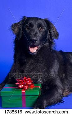 Stock Photo - dog with present. 
fotosearch - search 
stock photos, 
pictures, images, 
and photo clipart